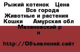 Рыжий котенок › Цена ­ 1 - Все города Животные и растения » Кошки   . Амурская обл.,Мазановский р-н